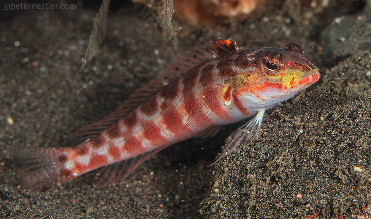 Bali Red Fish