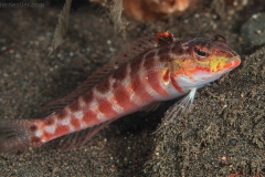 Bali Red Fish