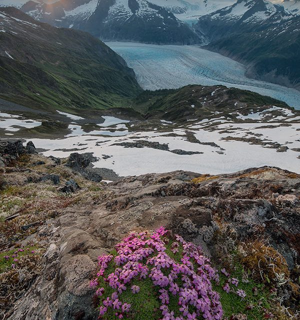Frozen Blue Sea - Pink Flowers Stand Guard over the Mendenhall Glacier