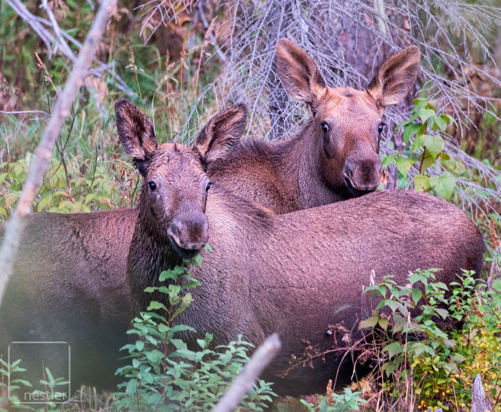 Moose Calves in Canada - Animals along the Stewart-Cassiar Highway