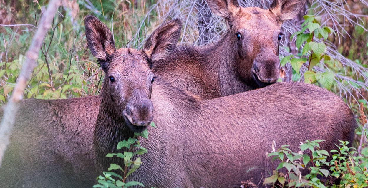 Moose Calves in Canada - Animals along the Stewart-Cassiar Highway