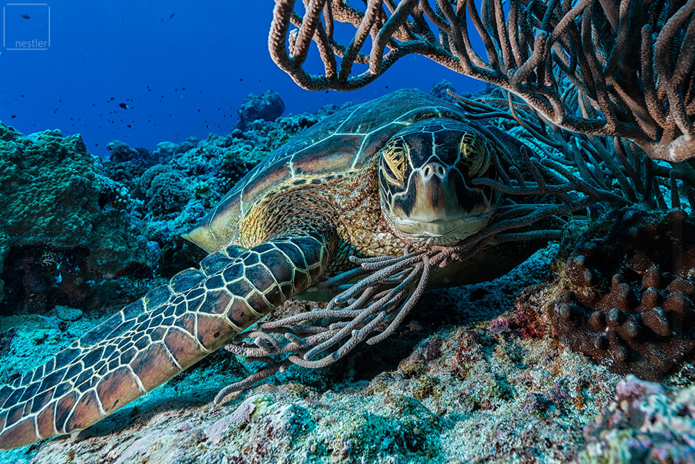 Giant Sea Turtle underwater resting under Coral in Palau