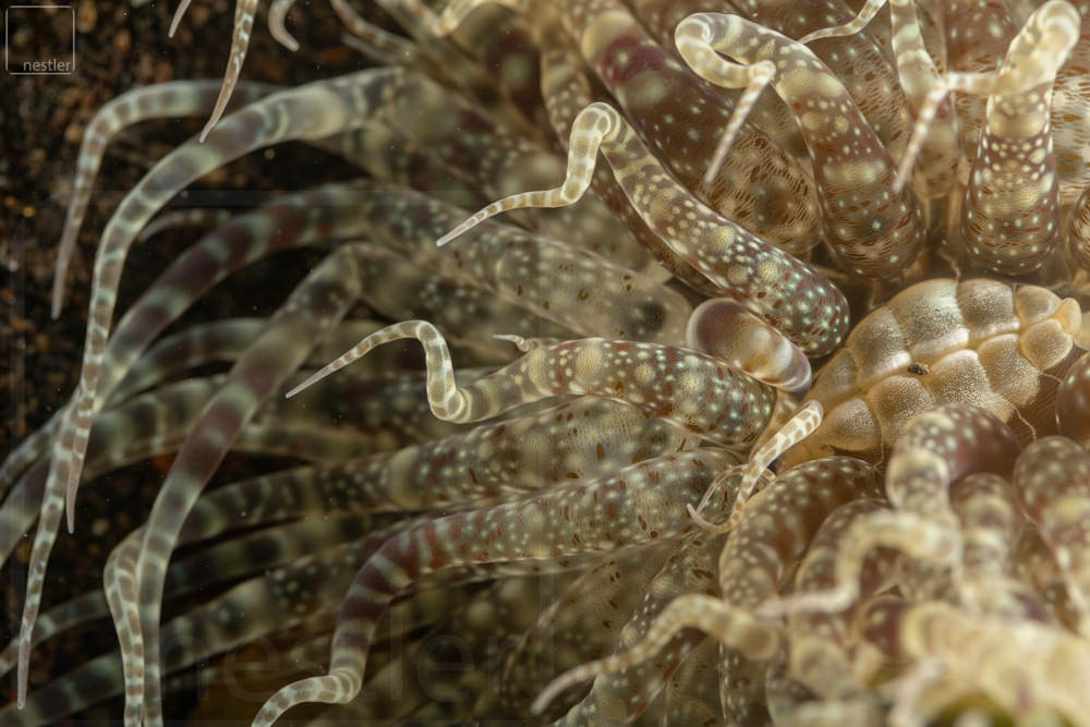 Tentacles of a Sea Anemone underwater in Bali